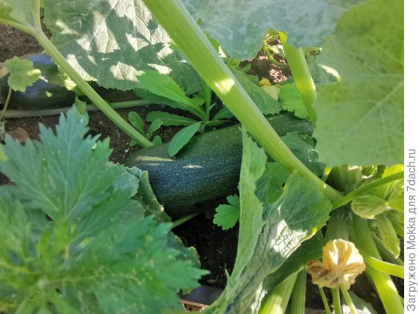 Кабачки, цукини