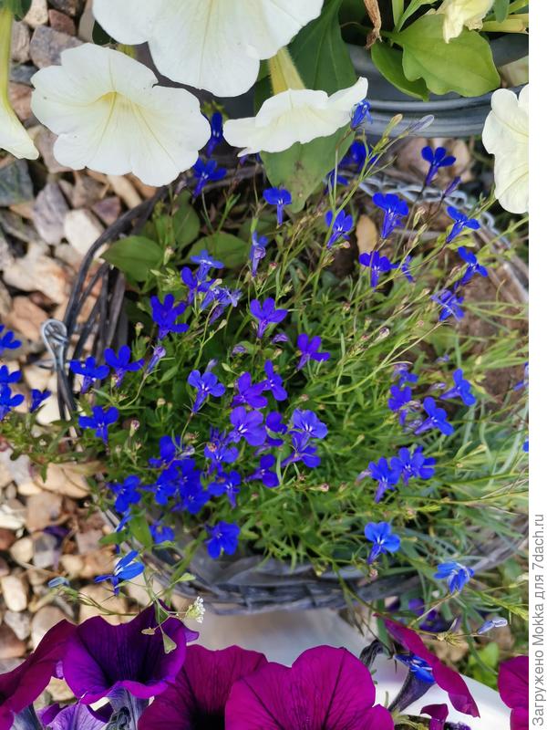 Очаровашки. Ощущения ковра нет, но они уже сейчас смотрятся декоративной, на мой взгляд