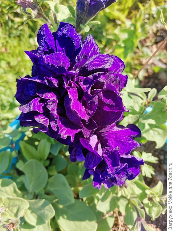 Петуньки разные