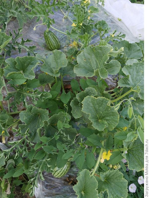 Лежат рядышком