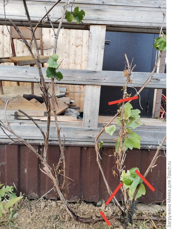 Убрала все кривые, оставила одну прямую с листьями.