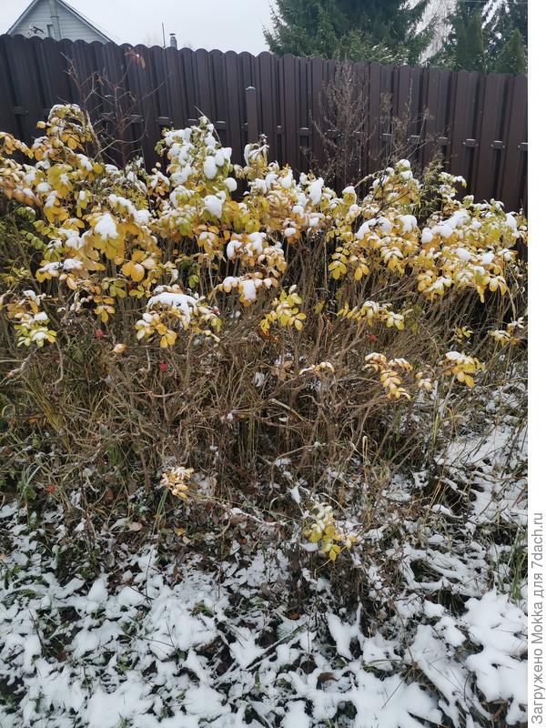 Шиповник в снегу