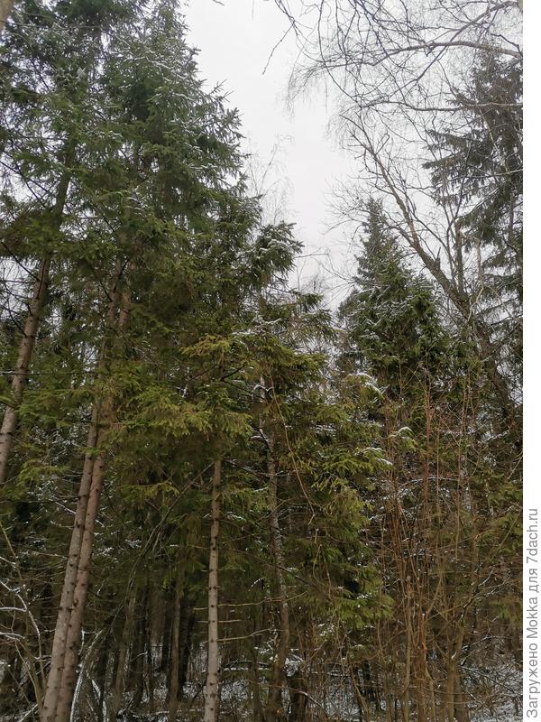 Полузимний лес