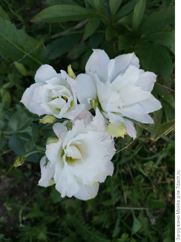 пока только цветы