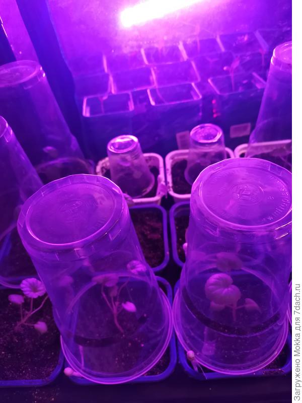 Мои подопечные пеларгонии.сорри за качество, не стала снимать сверху стаканчики и переставлять на другое место.