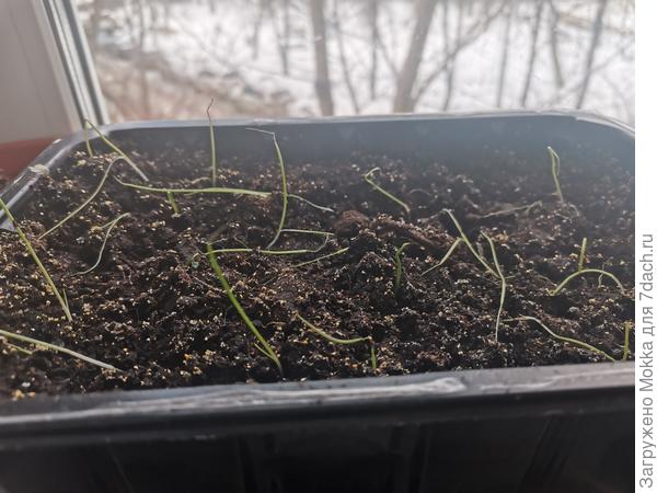 С каждым днем все больше лука ложится.