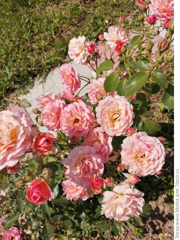 Розочки мои любимые разрастаются
