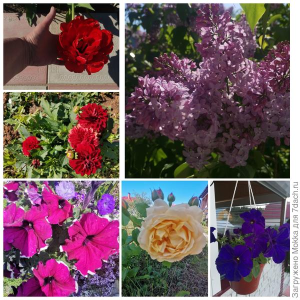 Просто радуют яркие краски лета