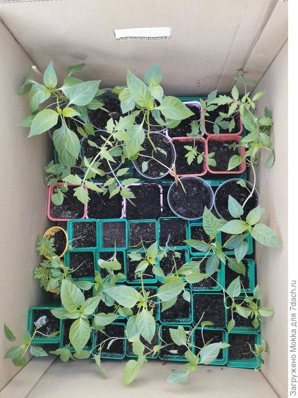 Первая партия перцев, помидоров, баклажан на даче