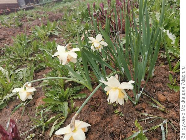 Заморозки второй день. Сегодня тоже наверное будуте наверное будут.