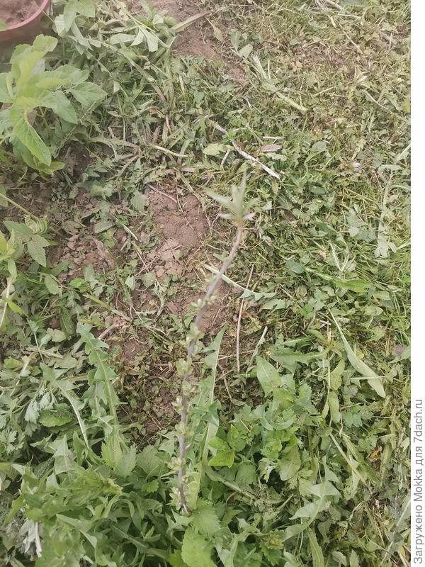 Второй побег