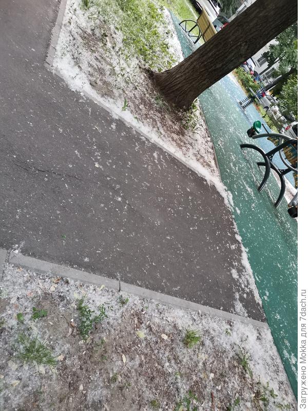 Снег из тополиного пуха