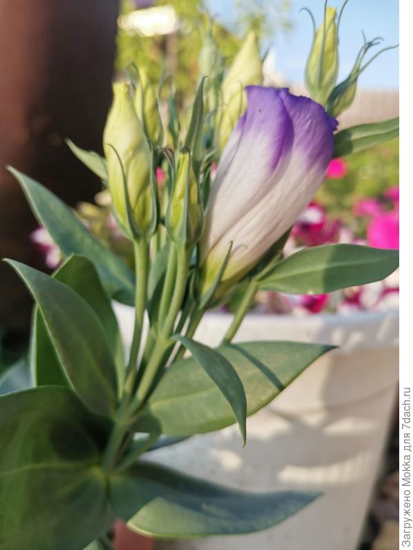 Первая эустома