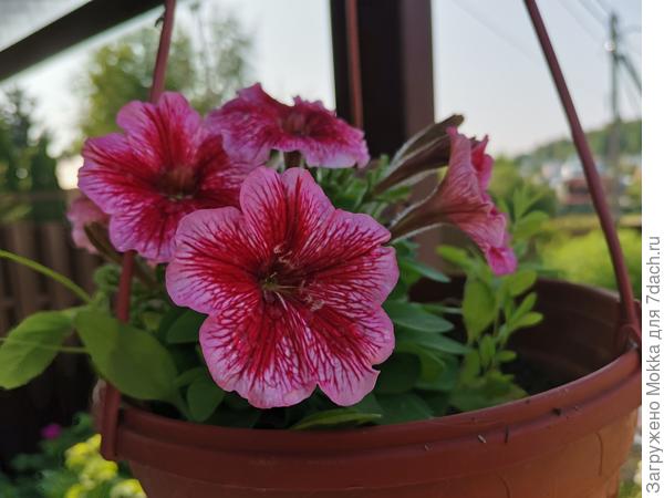 Моя любимца этого года. Очень компактная и милая. Пока не все бутоны почему то открылись.