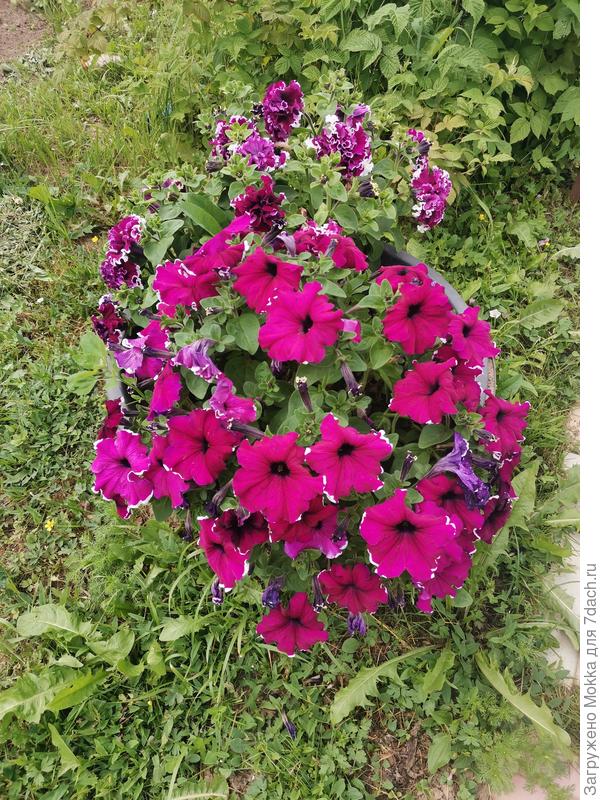 Мои второгодки. Перезимовали на застекленном балконе и раньше всех пошли в рост.