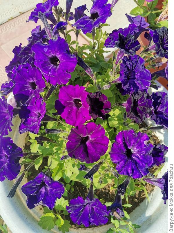 Очень красивый насыщенный цвет