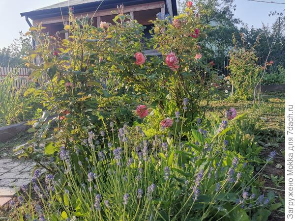 Классика:розы и лаванда