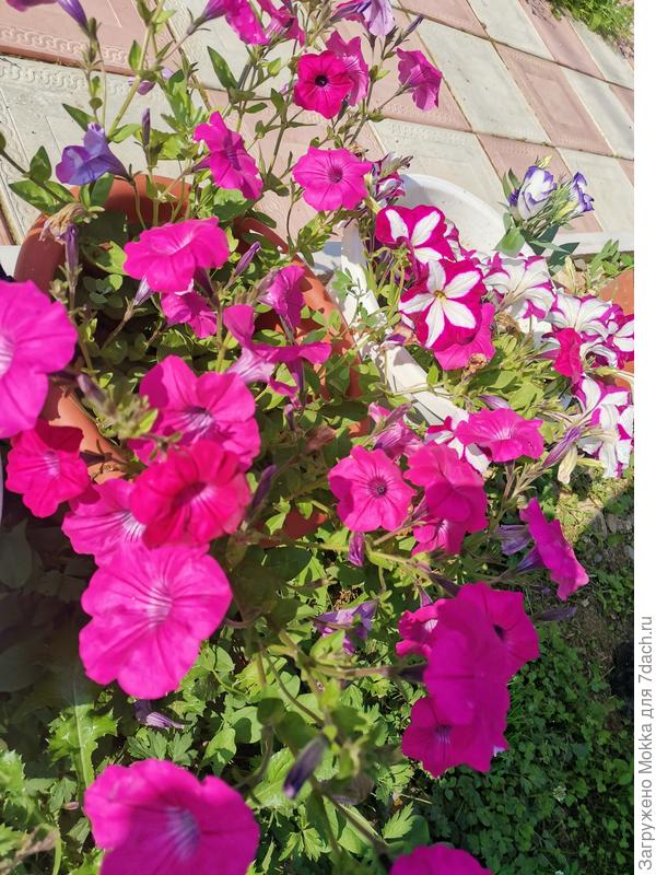 Петуньи и примкнувшая к ним одинокая эустома на заднем алане