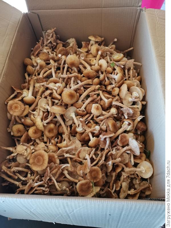 Сегодня утром за 1,5 часа набрали коробку грибов. Опята готовы к перевозке на переработку