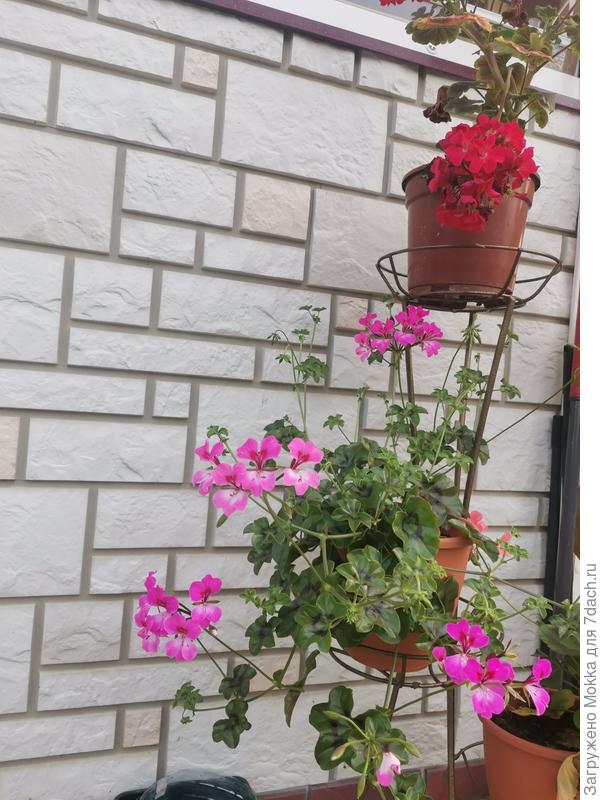 С необычными листьями