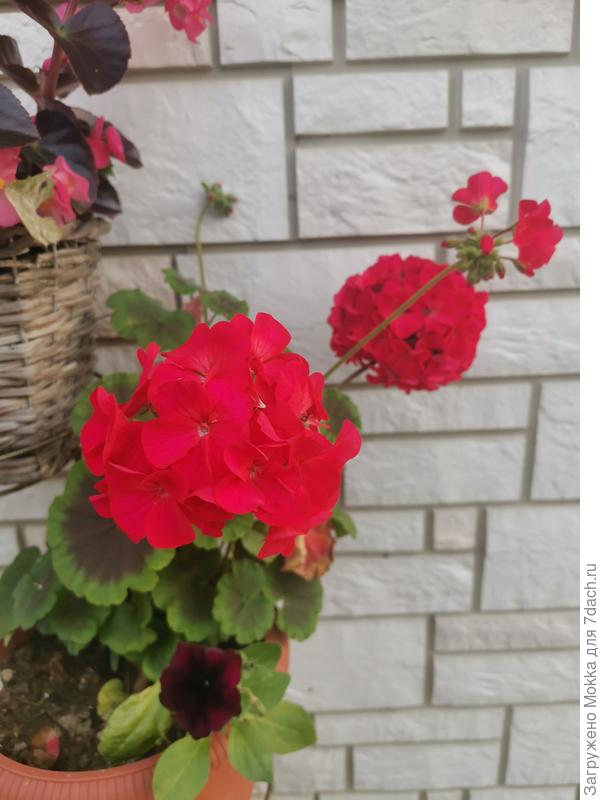 Ярко красная