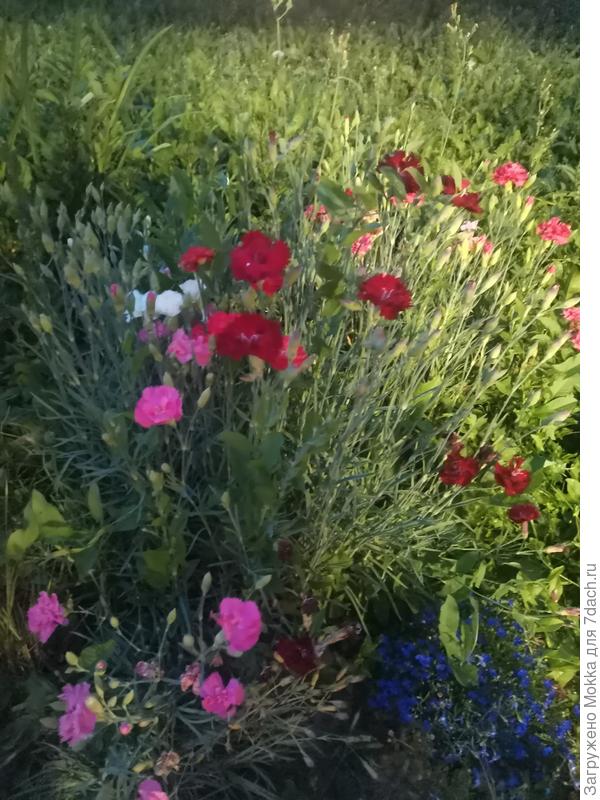 Перистая в 2023 году выращенная из семян в 2022 году. Второгодка.