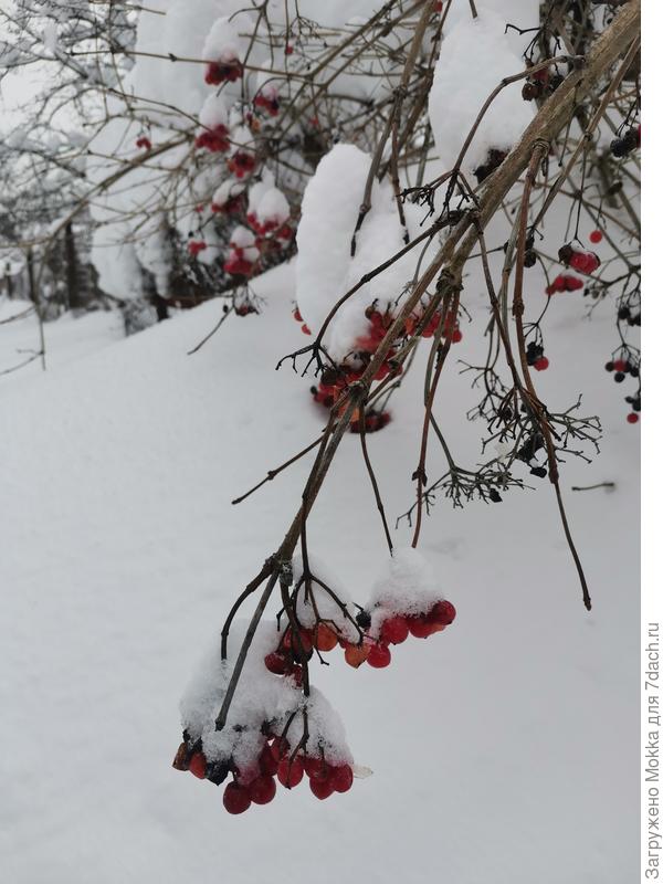 Как в песне про яблони на снегу :)
