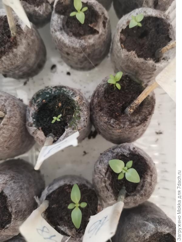 На фото самая большая и самая маленькая эустома.