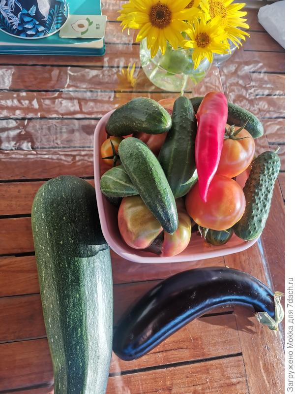 Урожай. Начало.