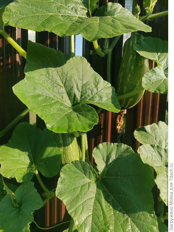 Тыквы на заборе. При чем со стороны улицы - сбежали.