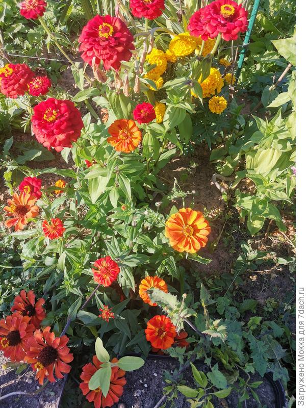 Открытие лета - цинии.