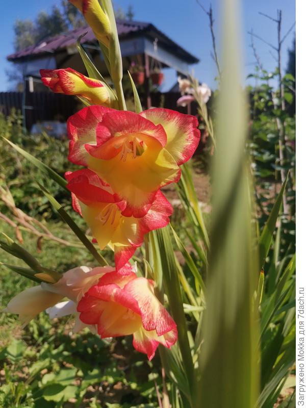 Глдиолус