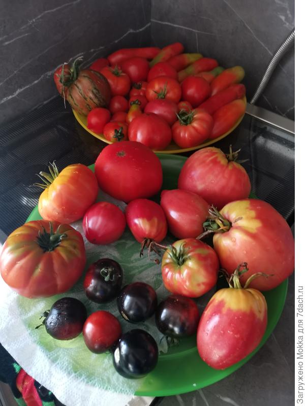 Поздний урожай - зреют в тепле