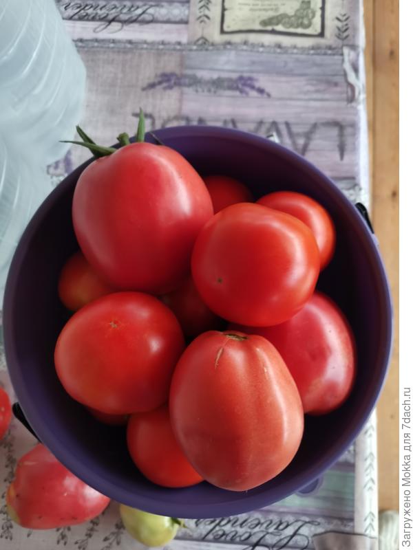 Томаты собранные летом