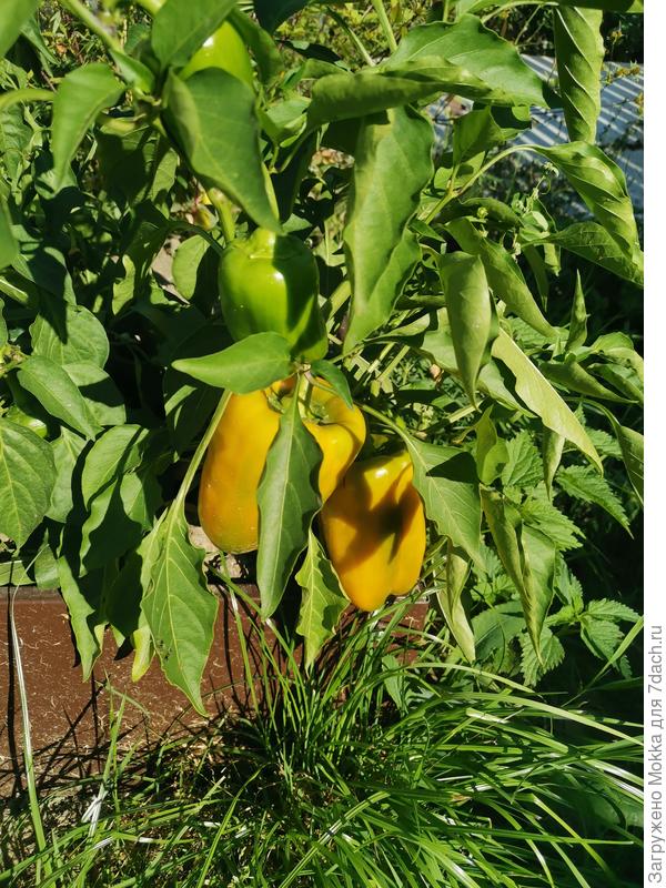 Для фарширования. Хорошо росли в открытом грунте