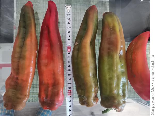 Рамиро. Большие и вкусные, но не нафаршируешь (