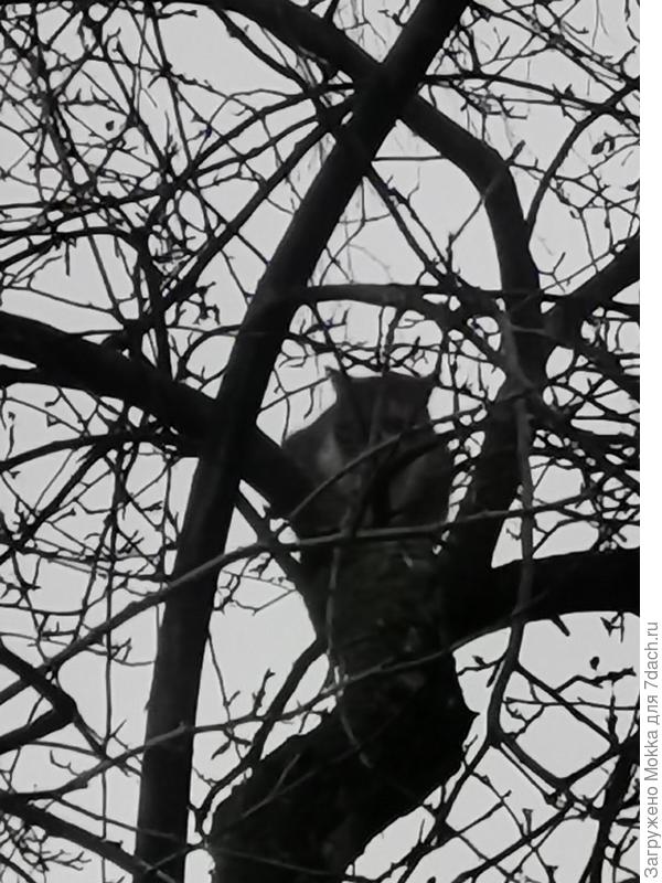 Коты прилетели