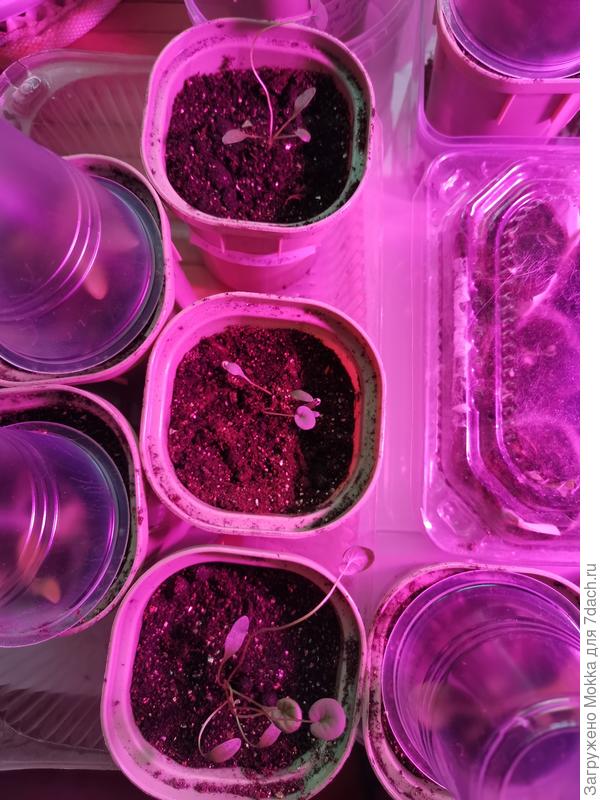 Дихондры без стаканчиков сверху - сняла для фото. Но обычно закрыты, а первую очередь от кошки