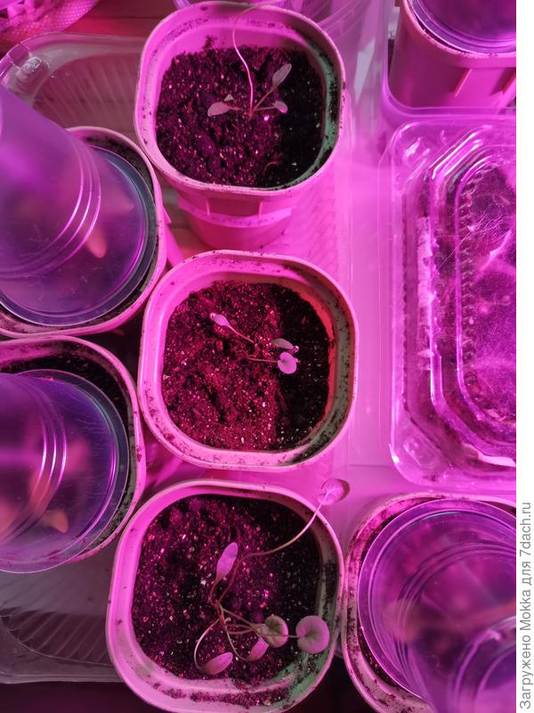 Как видно, даже растения одного сорта развиваются не равномерно.