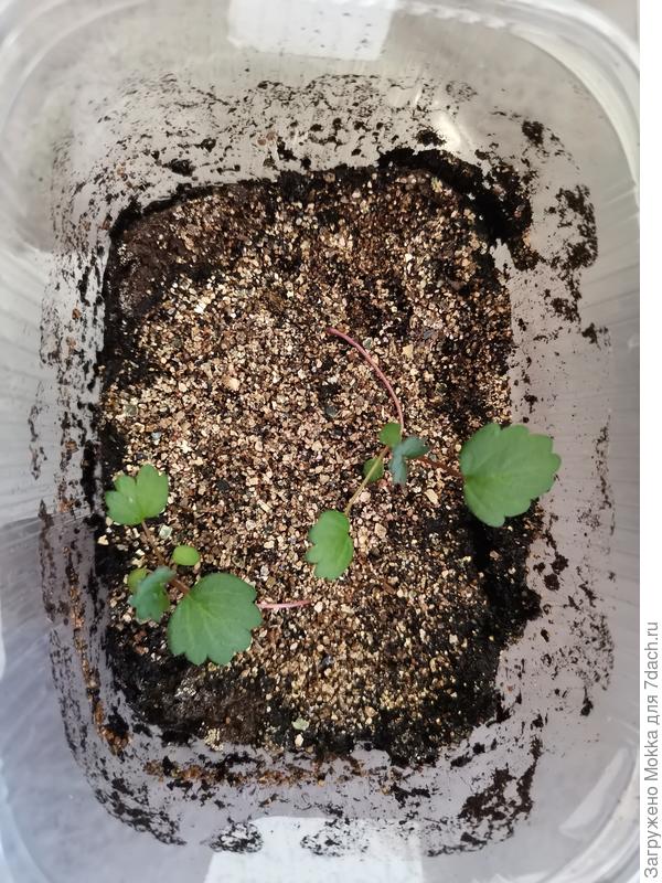 Это с розовыми листочками сорт