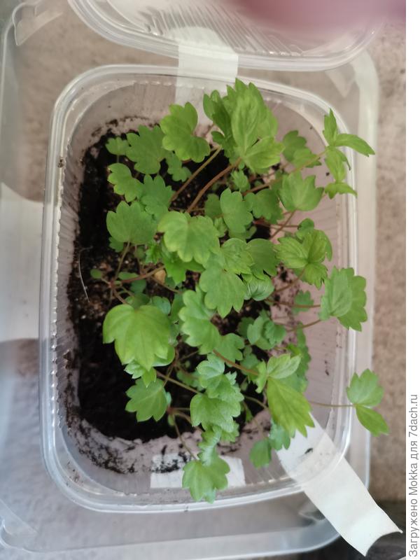 Это барон солемахер