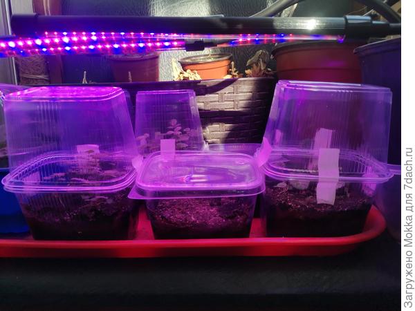 Вот так вот досвечиваю. Закрыты сверху, потому что они стоят на балконе. Справа примулы, они не тянутся. Условия у примул и земляники по сути одинаковые. .