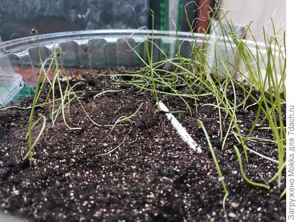 Ежегодная проблема с рассадой (