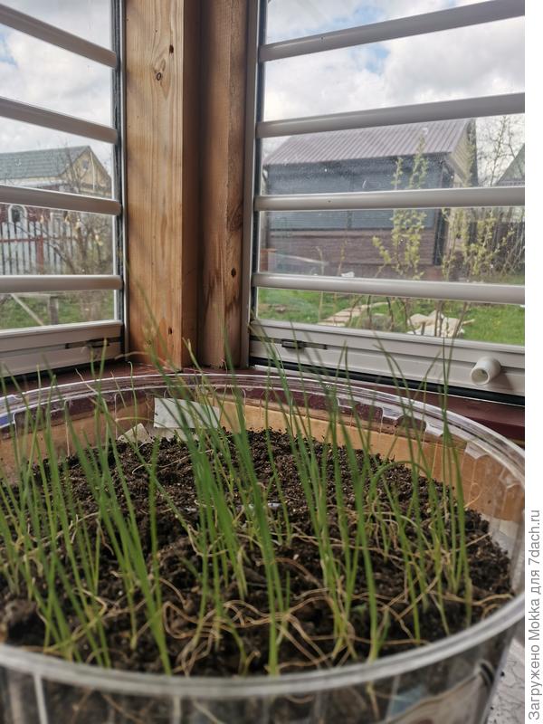 Сохнет, но встал