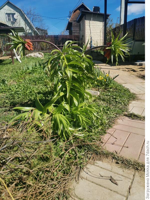 Рябчики загрустили и поникли после ночных заморозков