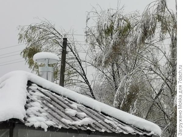 Высокие деревья нагнуло до проводов