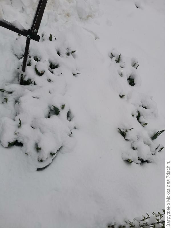 Здесь были тюльпаны