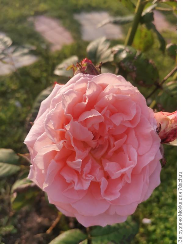 Нежная роза