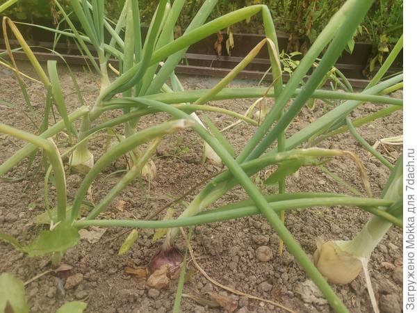 Ялтинский затесался