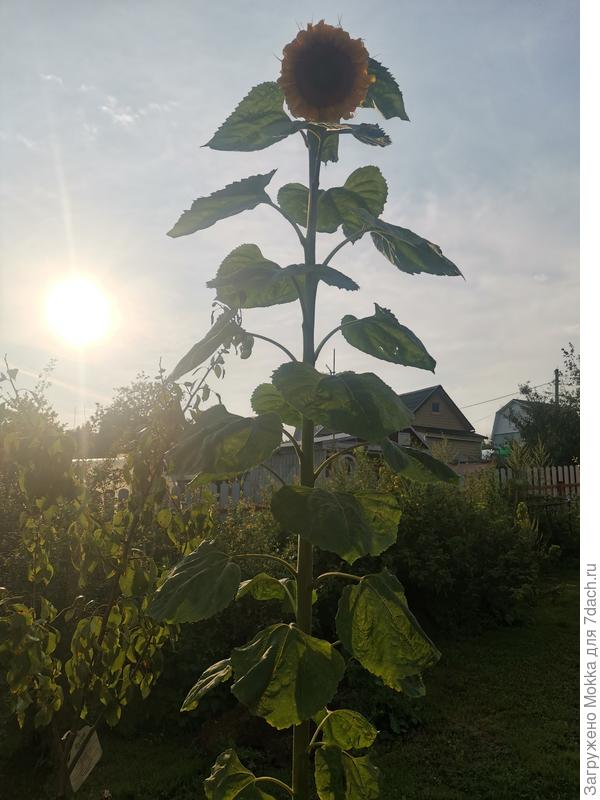 Выше солнца - подсолнух великан (под 3 метра наверное)